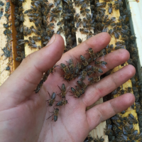 Пчелни отводки ЛР, снимка 3 - За пчели - 36311351