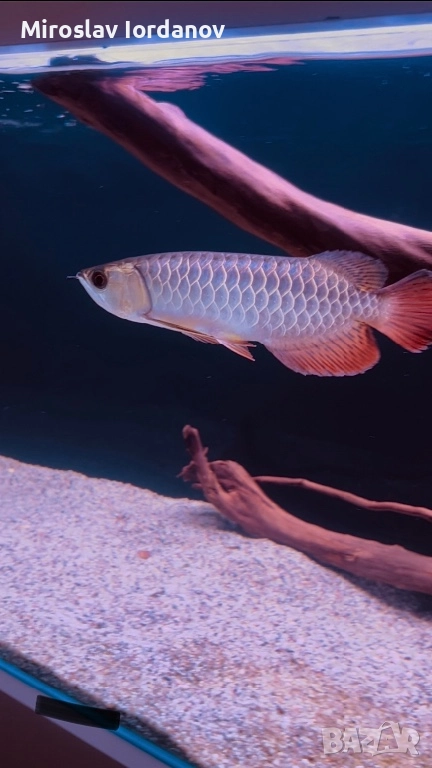 Arowana golden crossback, снимка 1