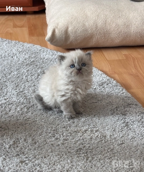 Рагдол/Регдол/Ragdol, снимка 1