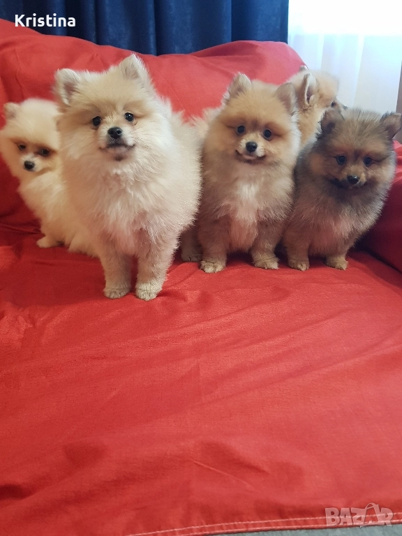 Померан померани свободни!, снимка 1