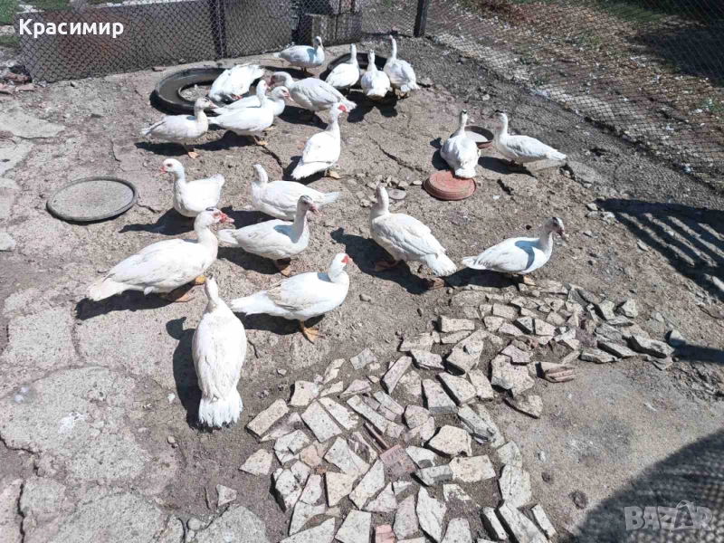 Продавам кокошки, петли породисти, неми патици., снимка 1