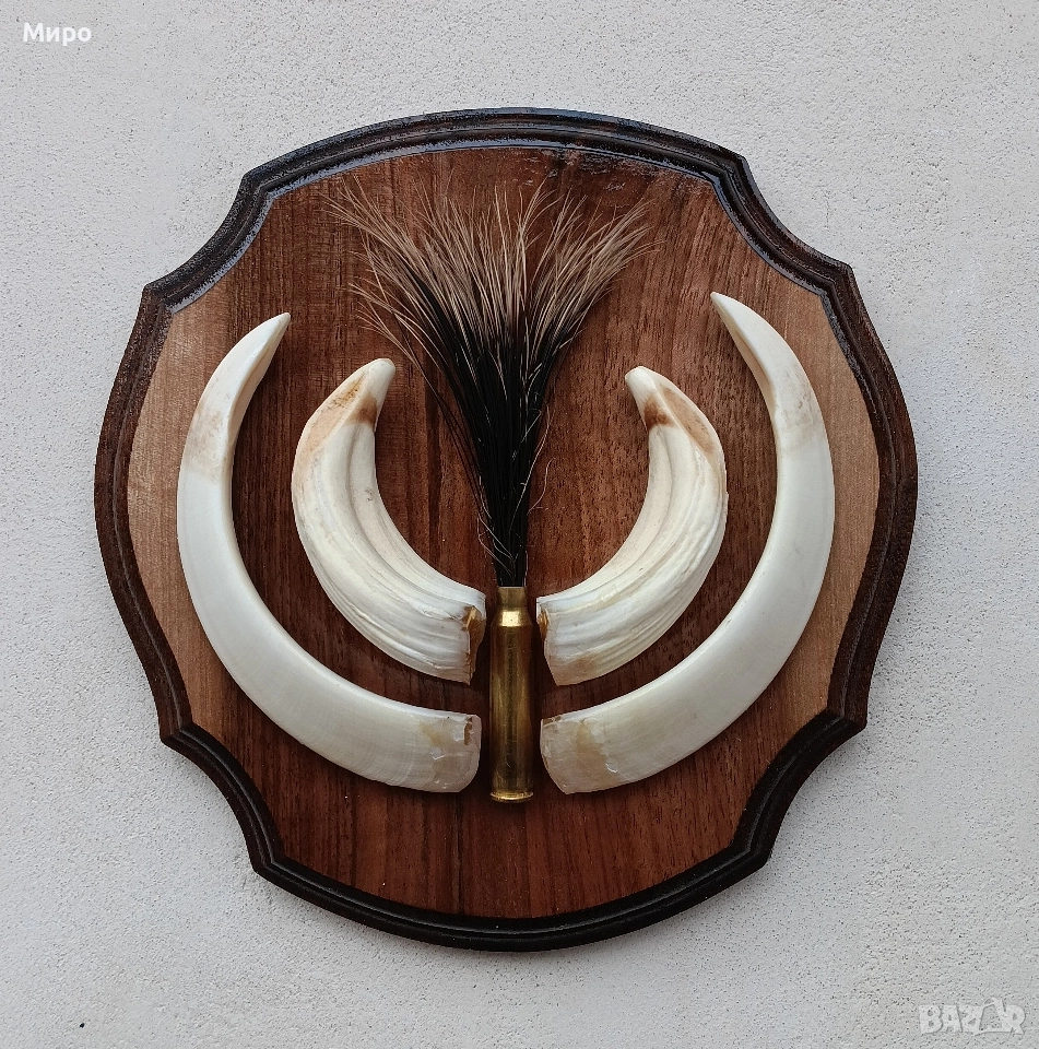 Зъби от диво прасе.Трофей., снимка 1