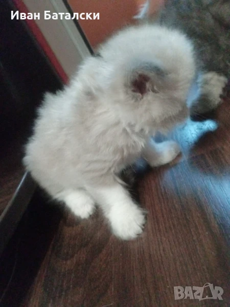 Елитни Персийски Котенца, снимка 1