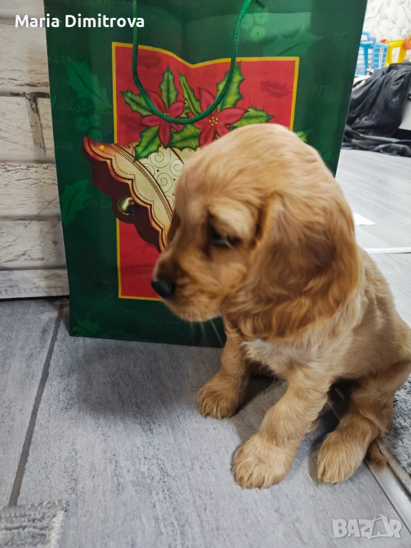 Кокер шпаньол с аксесоари , снимка 1