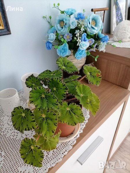 Бегония( Begonia bowerae"Persian brocade") , снимка 1