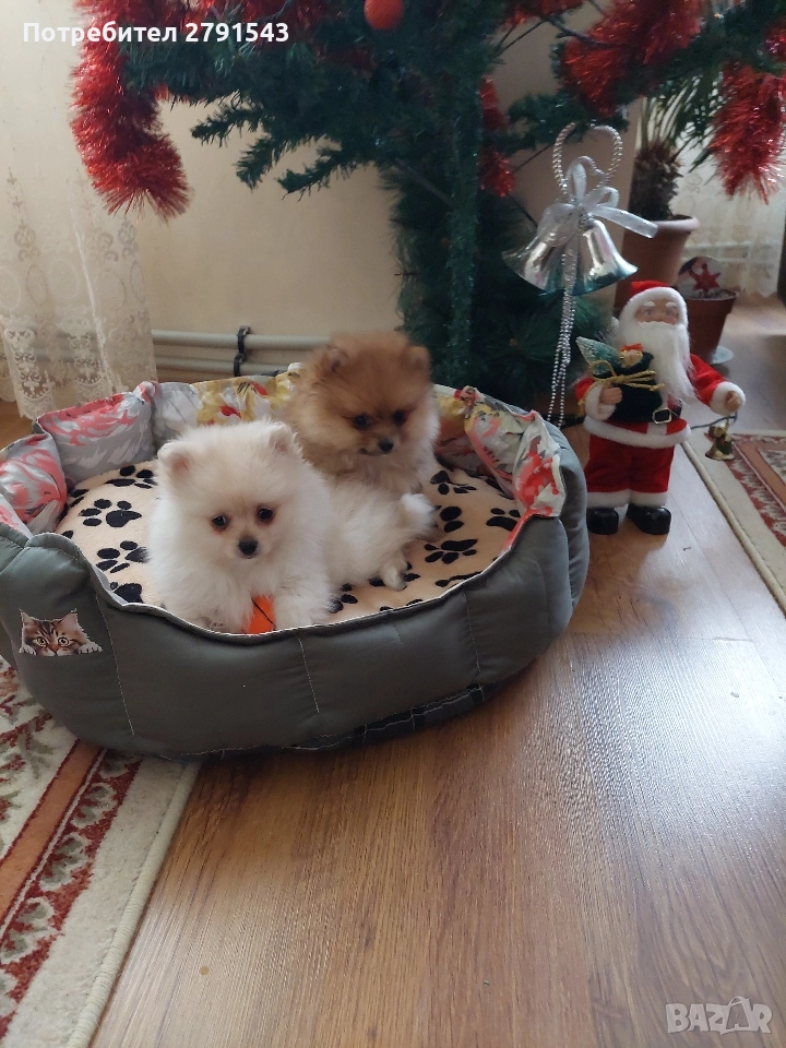 померан момче , снимка 1