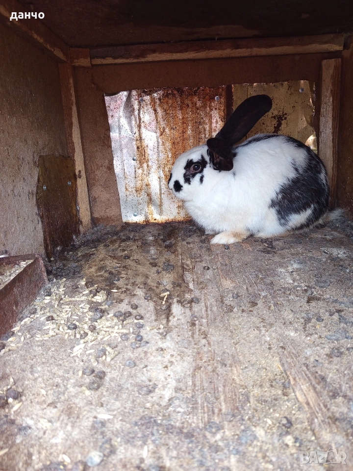 продавам зайци , снимка 1