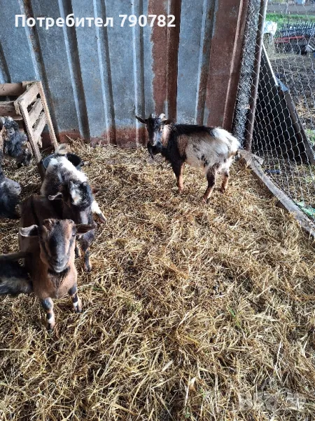  Мини хонаски пръчлета. , снимка 1