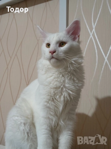 Продавам бял Мейн Куун, 10 месеца