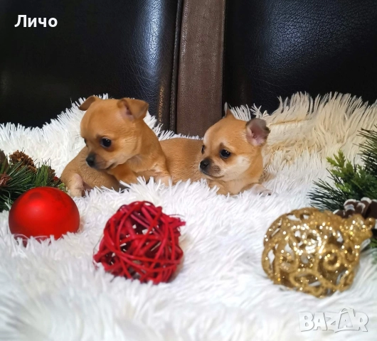 мини чихуахуа 