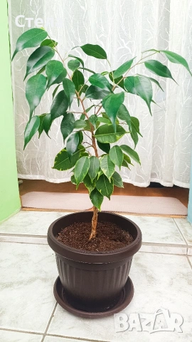 Бенджамин, Хлорофитум, Бегония, Женшен, Фикус , снимка 10 - Стайни растения - 41867611