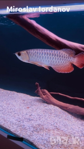 Arowana golden crossback