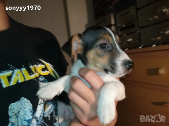 ДЖАК РЪСЕЛ С ПАСПОРТ И ВАКСИНА-МОМЧЕ В ТРИ ЦВЯТА 1110252034, снимка 3 - Джак ръсел териер - 52021651