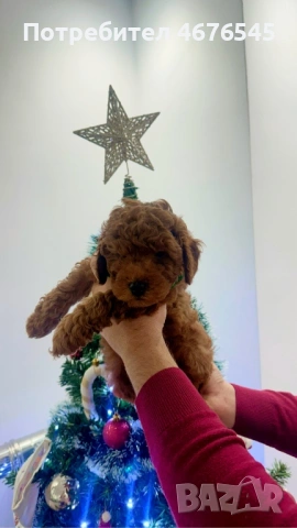 Той Пудел момче, снимка 3 - Пудели - 53003096