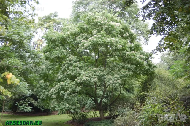 Фиданки от медоносното дърво на пчеларя Еводия Даниели разсад дръвчета за медосбор, снимка 2 - Разсади - 49271875