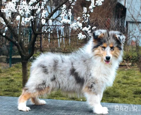 Шотладската овчарка-Коли, снимка 9 - Коли - 47462698