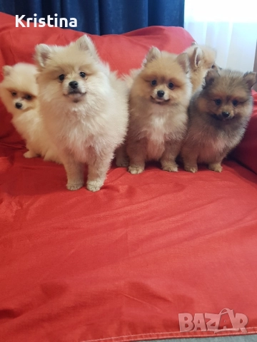 Померан померани свободни!