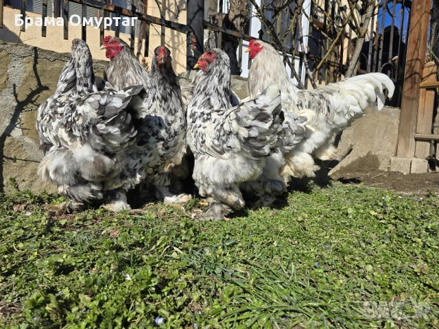 Продавам разплодни яйца от Сплаш Брама [Splash Brahma], снимка 4 - Кокошки и пуйки - 53810967