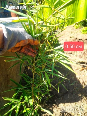 Бамбук зимоустойчив Гол корен , снимка 4 - Градински цветя и растения - 52059655