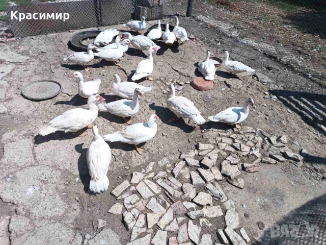 Продавам кокошки, петли породисти, неми патици.