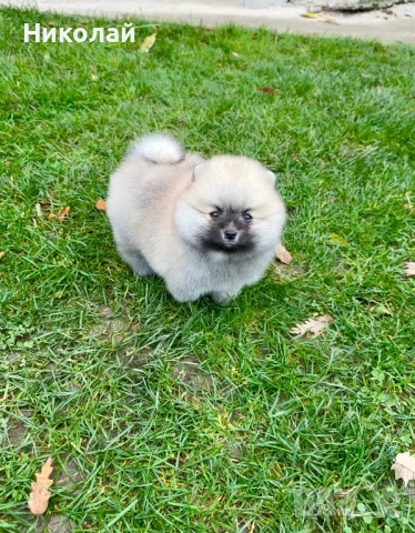 Померан мини момче. Померанче, снимка 6 - Померан - 52355137