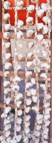 Домашен български зимен чесън собствено производство! Без химикали и пестециди!, снимка 5 - Домашни продукти - 52705970