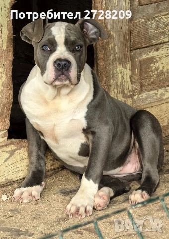 Американско Були/American Bully 