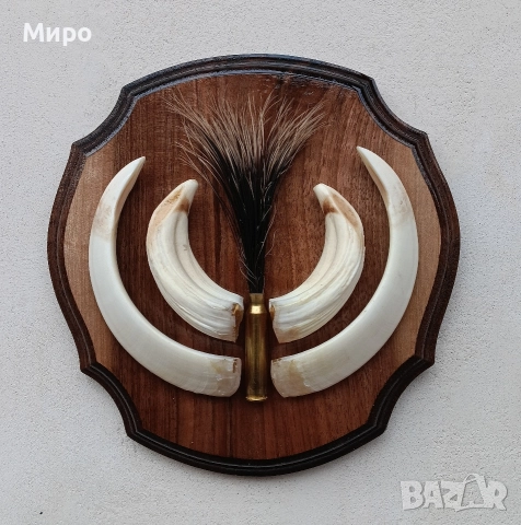 Зъби от диво прасе.Трофей.