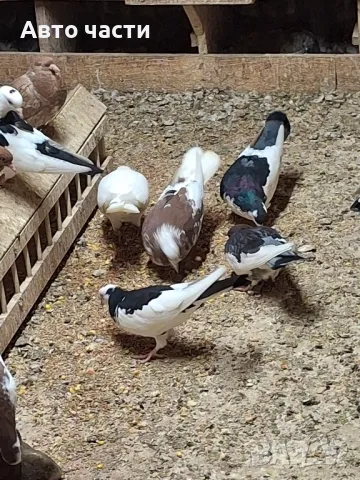 гълаби на хвърчани пазарджишки високолетачи , снимка 3 - Гълъби - 49029455