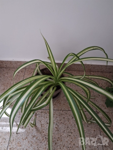 Кализия и Хлорофитум, снимка 3 - Стайни растения - 52765024