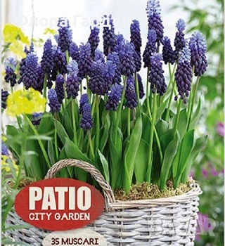 Луковици ЗЮМБЮЛИ, ЛАЛЕТА И ДРУГИ - 10 % отстъпка, снимка 14 - Градински цветя и растения - 51033126