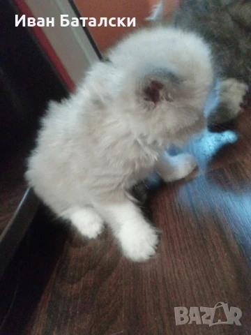 Елитни Персийски Котенца, снимка 1