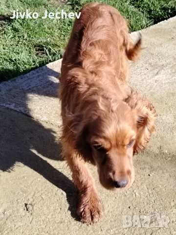 Кокер Шпаньол , снимка 2 - Кокер шпаньол - 53620217