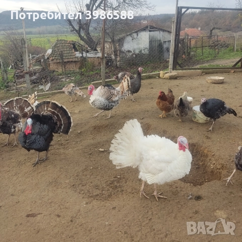 Пуйки,Пуяци.Фитки., снимка 5 - Кокошки и пуйки - 52718854