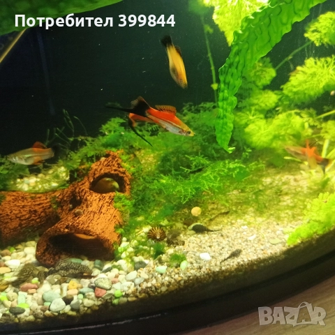 продавам мъжки риби, снимка 3 - Рибки - 52922829