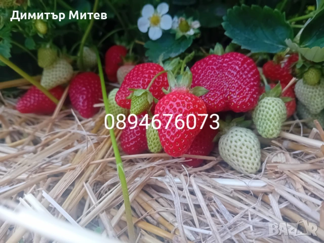 Продавам разсат ягоди , снимка 4 - Разсади - 51749795