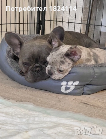 Френски булдог бебе/french bulldog, снимка 8 - Френски булдог - 52840828