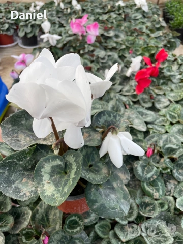 Циклама , снимка 8 - Градински цветя и растения - 53354452