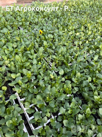 Разсад Теменужки различни цветове, снимка 4 - Разсади - 52131129