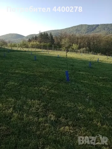 косене на тревни площи , снимка 2 - Градински цветя и растения - 50064535