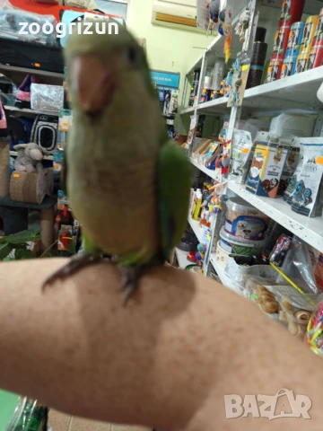 Средни папагалчета монаси, снимка 3 - Папагали - 51308145