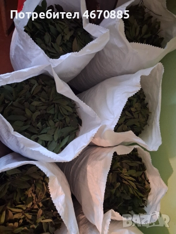 Дафинов лист, снимка 4 - Градински цветя и растения - 52678362