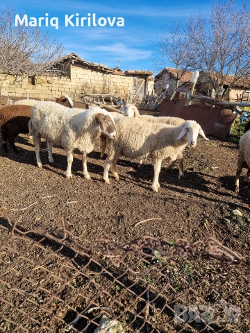 Продавам бременни овце , снимка 3 - Овце - 52953346