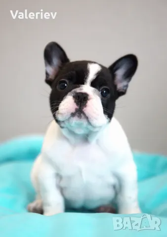 френски булдог бебета с родословие, снимка 4 - Френски булдог - 38058015
