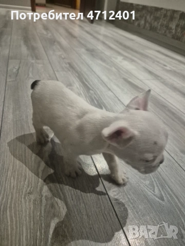 Френски булдог, снимка 9 - Френски булдог - 53140014