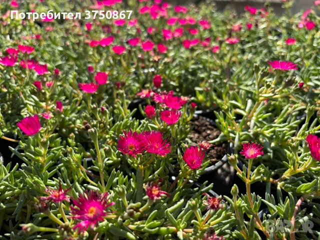 Делосперма/Delosperma cultivars sel® ‘LIDO MAGENTA’, снимка 5 - Градински цветя и растения - 55824387