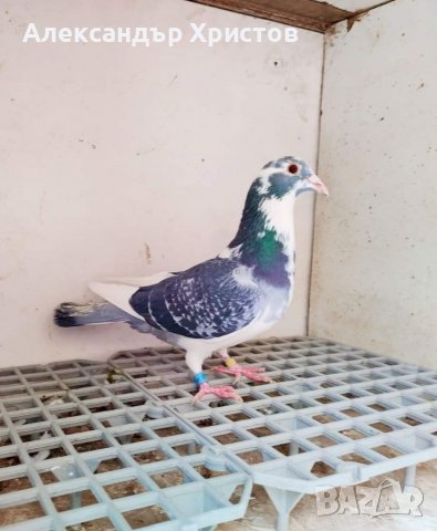 Спортни гълъби , снимка 3 - Гълъби - 30973040