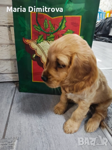 Кокер шпаньол с аксесоари 