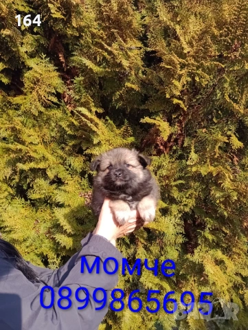 Момче и момиче. Померански Шпицове., снимка 7 - Шпиц - 53487098