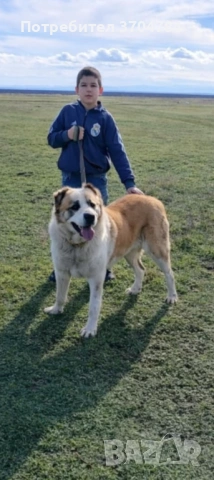 Продавам Сао алабай , снимка 4 - Алабай - 53513823